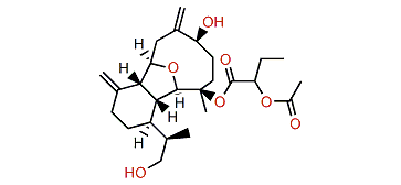 Hirsutalin D